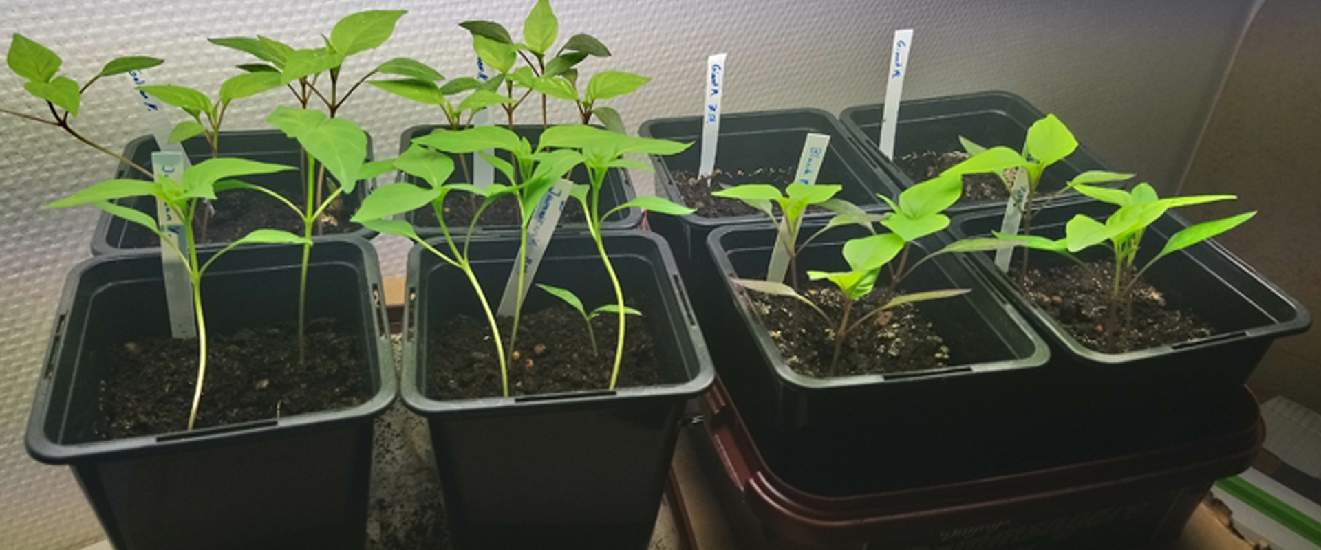 Feton LED Grow Light for Seeding